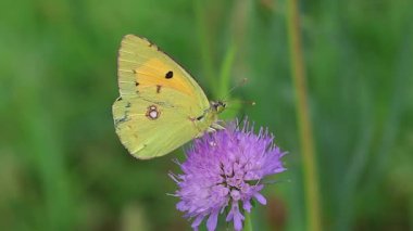 Knautia arvensis 'in üzerinde oturan sarı kolias crocea kelebeğinin kısa bir klipsi. 