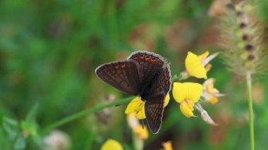 Dişi mavi kelebek polyommatus icarus lotus corniculatus çiçeği üzerinde. 