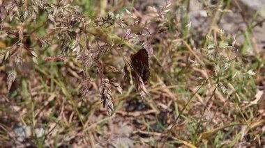 Bir melitaea 'nın kısa klipsi sahte fundalık kelebeği çimlerin üzerinde oturuyor.. 