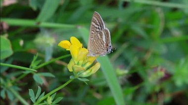 Lampides boeticus, bezelye mavisi, ya da nilüfer çiçeğinin üzerinde uzun kuyruklu mavi.. 