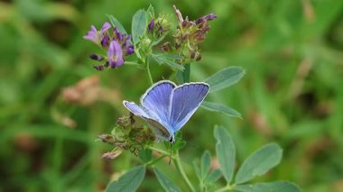 Erkek polyommatus icarus kelebeğinin tıbbî bir çiçekteki kısa klipsi..