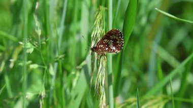 Bir melitaea 'nın kısa klipsi sahte fundalık kelebeği çimlerin üzerinde oturuyor.. 