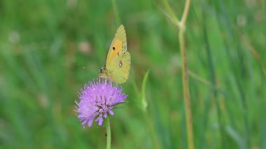 Knautia arvensis 'in üzerinde oturan sarı kolias crocea kelebeğinin kısa bir klipsi. 