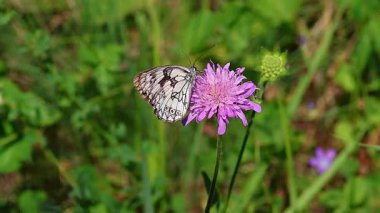 Melanjiye galaksisi, sert bir çiçeğin üzerindeki mermer beyaz kelebek.. 
