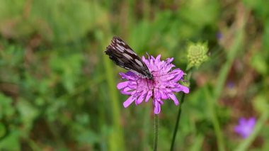 Melanjiye galaksisi, sert bir çiçeğin üzerindeki mermer beyaz kelebek.. 
