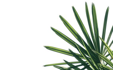 Beyaz arkaplanda yalıtılmış palmiye yaprağı