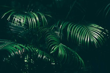 Palmiye yaprakları, karanlık doğa arka planı