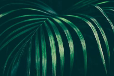 Palmiye yaprakları, karanlık doğa arka planı