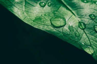 Yeşil yaprak ve koyu arkaplan üzerine su damlaları, makro çekim