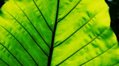 Güneş ışığı, sallanan büyük palmiye yapraklarının arasında parlıyor.