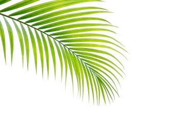 Beyaz arkaplanda izole edilmiş tropikal palmiye yaprağı