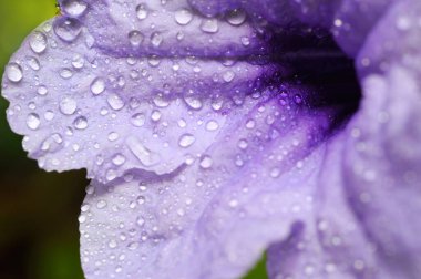 Su yavru çiçeğe damlıyor, makro çekim.