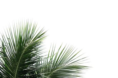 Beyaz arkaplanda hindistan cevizi yaprağı izole edildi