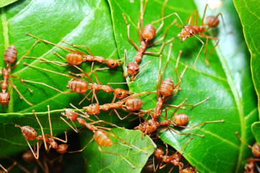 Kırmızı karıncalar yeşil yapraktan yuva yaparlar.