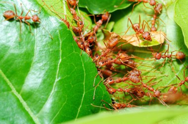 Kırmızı karıncalar yapraklardan yuva yapar