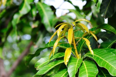 Mango ağacının genç yaprakları
