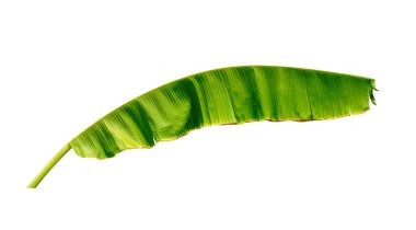 Beyaz arkaplanda yeşil muz yaprağı izole
