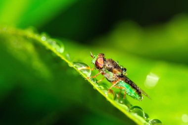 Sineğe yakın çekim. su yapraklara düşer.