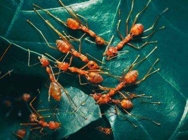Kırmızı karıncalar yapraklardan yuva yapar