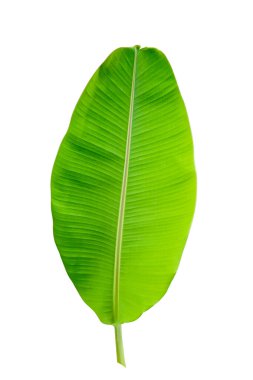 Beyaz arkaplanda yeşil muz yaprağı izole