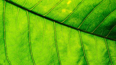 Yeşil yaprak dokusuna yakın çekim