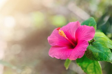 Bahçede açan pembe amber çiçeği, botanik doğa arka planı