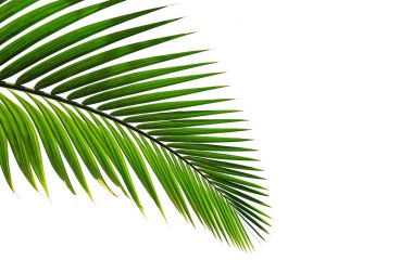 Beyaz arkaplanda izole edilmiş tropikal palmiye yaprağı