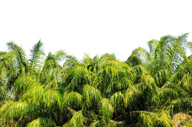 Beyaz arkaplanda palmiye ağacı