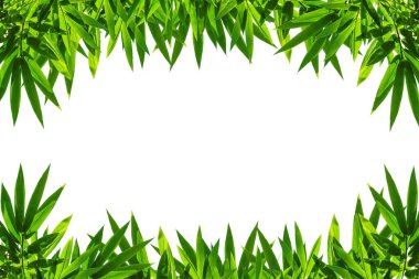 Bambu yaprağı çerçevesi beyaz arkaplanda izole edildi