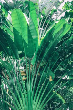 tropik muz palmiyesi