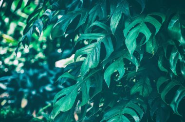 Tropikal yaprak, doğa arkaplan, tonlama süreci