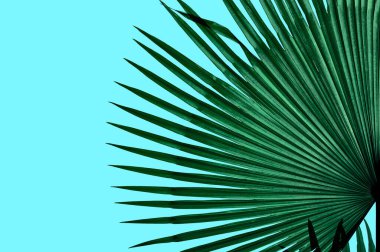 koyu yeşil tropikal palmiye yaprağı mavi arkaplanda izole