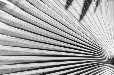 Büyük palmiye yaprağına yakın çekim, siyah ve beyaz tonlu