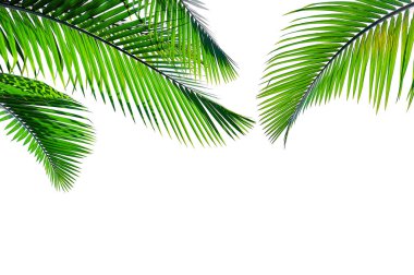 Beyaz arkaplanda izole edilmiş tropikal palmiye yaprağı