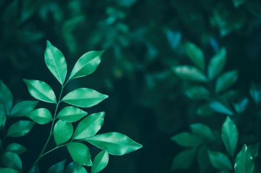 Koyu arkaplanda yeşil yaprak