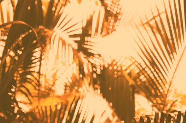 Tropikal palmiye yaprakları bulanık, tonlanmış işlem