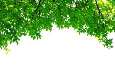 Dal yeşil yapraklar beyaz arkaplanda izole