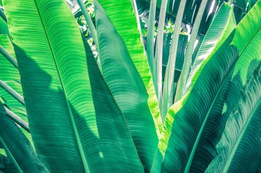 muz yaprağı, yeşil doğa arka planı