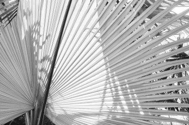 Tropik palmiye yaprağı, doğanın soyut çizgileri, siyah ve beyaz tonu