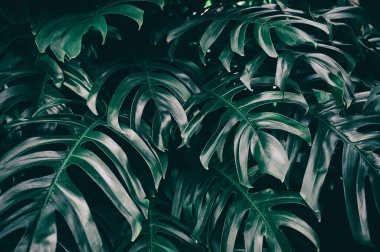 Tropikal yeşillik, yağmur ormanlarında koyu yeşil yaprak, doğa arka planı.