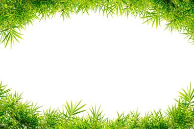 Bambu yaprakları çerçeve beyaz arkaplanda izole