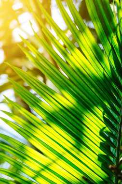 Güneş ışığı yeşil palmiye yaprağında parlıyor.