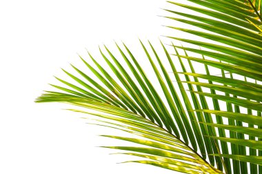 Beyaz arkaplanda yalıtılmış palmiye yaprağı