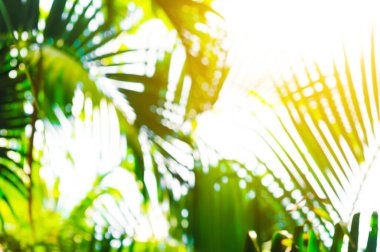 Tropikal palmiye yaprakları bulanık