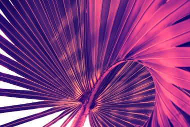 Tropikal yaprak, soyut doğa arkaplan, mor tonlu