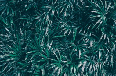 Tropik yapraklar, koyu yeşil doğa arka planı