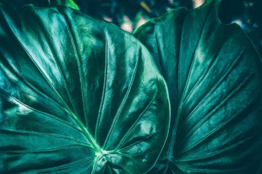 Tropikal yaprağa yakın çekim, doğa arkaplanı