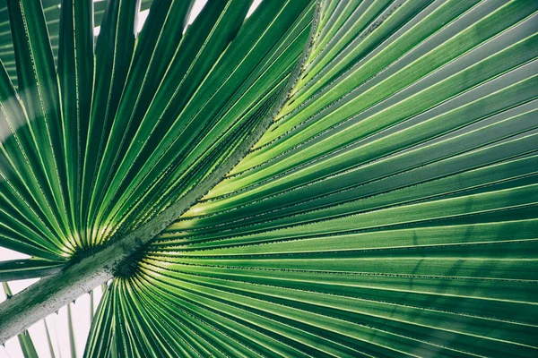 striped of tropical palm leaf, abstract nature background