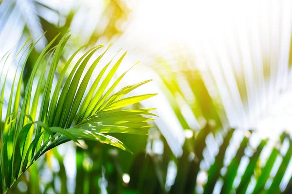 tropical palm leaf and sunlight background