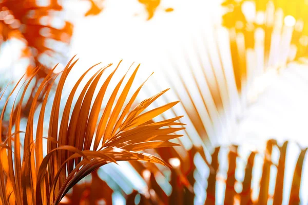 tropical palm leaf and sunlight background, autumn toned process